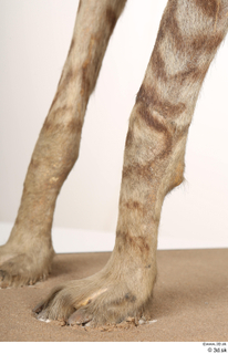 Striped Hyena Hyaena hyaena leg 0037.jpg